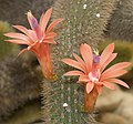 Цветки, появившиеся из ареол Cleistocactus winteri