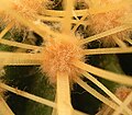 Ареола у эхинокактуса Грузона (Echinocactus grusonii)