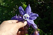 Цветок водосбора олимпийского (Aquilegia olympica) со шпорцами