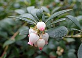 Цветки толокнянки обыкновенной (Arctostaphylos uva-ursi) со сростнолепестковым околоцветником