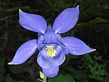 Цветок водосбора Берталонии (Aquilegia bertolonii). Пять чашелистиков синего цвета и пять синих лепестков, почти образующих корону (см. ниже)