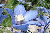 Цветок одного из лютиковых — живокости, с пятью голубыми чашелистиками и белым глазком, образованным лепестками-нектарниками и лепестками-стаминодиями