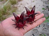 После цветения чашелистики Hibiscus sabdariffa формируют съедобные дополнительные плоды[en]