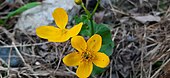 У калужницы болотной (Caltha palustris) чашечка окрашена в жёлтый цвет и выполняет функции венчика