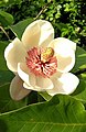 Листочки околоцветника магнолии Magnolia × wieseneri