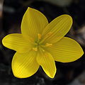 Цветок Sternbergia lutea с двумя мутовками листочков околоцветника.