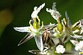 6 листочков околоцветника (3 внутренних, 3 внешних) цветка Juncus squarrosus