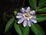Цветок страстоцвета мясо-красного (Passiflora incarnata) с венчиком тонких придатков между лепестками и тычинками.