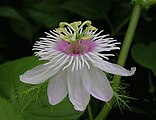 Страстоцвет вонючий (Passiflora foetida)