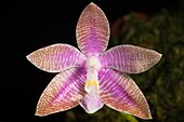 Зигоморфный околоцветник фаленопсиса иероглифического (Phalaenopsis hieroglyphica), как и у всех орхидных, состоит из трёх чашелистника, двух лепестков и отдельного лепестка — губы со шпорцем.
