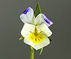 Цветок фиалки полевой (Viola arvensis) с зигоморфным околоцветиком