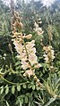 Соцветие эспарцета Боброва (Onobrychis bobrovii). Цветки с зигоморфным околоцветником. Венчик мотылькового типа