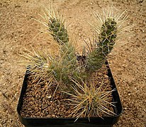 Tephrocactus weberi