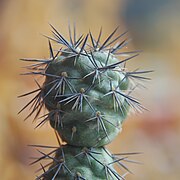 Tephrocactus alexanderi