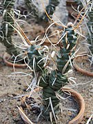 Tephrocactus articulatus