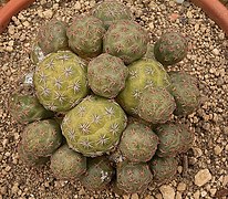 Tephrocactus bonnieae