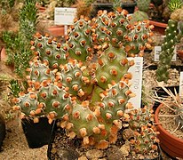 Tephrocactus molinensis