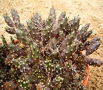 Tephrocactus nigrispinus