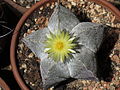 Astrophytum myriostigma