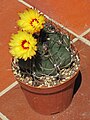 Astrophytum capricorne