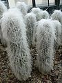 Cephalocereus senilis