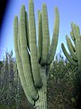 Cephalocereus tetetzo