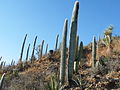 Cephalocereus columna-trajani