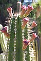 Cephalocereus euphorbioides