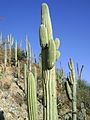 Cephalocereus macrocephalus