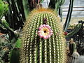 Cephalocereus polylophus