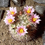 Cohemia blossfeldiana