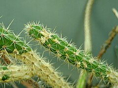 Стебли вида Corryocactus erectus