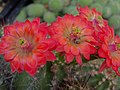 Echinocereus acifer