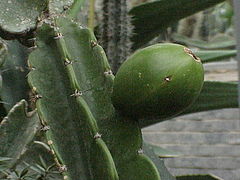 Leptocereus nudiflorus