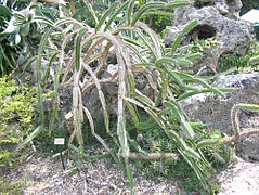 Leptocereus quadricostatus