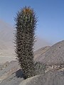 Loxanthocereus xylorhizus