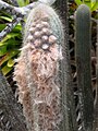 Micranthocereus purpureus