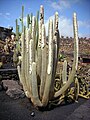 Micranthocereus albicephalus