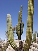 Pachycereus pringlei