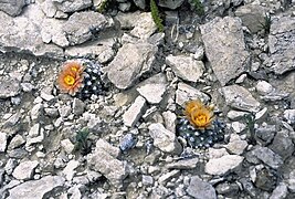 Pediocactus bradyi