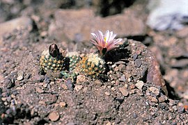 Pediocactus knowltonii