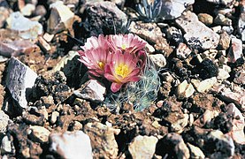 Pediocactus paradinei