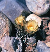 Pediocactus peeblesianus