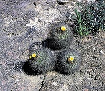 Pediocactus sileri