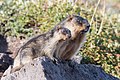 Marmota camtschatica