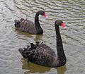 Чёрный лебедь (Cygnus atratus)