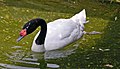 Черношейный лебедь (Cygnus melanocoryphus)