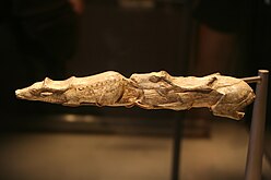 "Плавающий северный олень", бивень мамонта, 11 000 г. до н.э., Монтастрюк, Франция[Комм. 15]