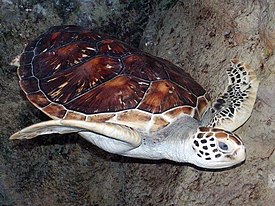 Зелёная черепаха (Chelonia mydas)