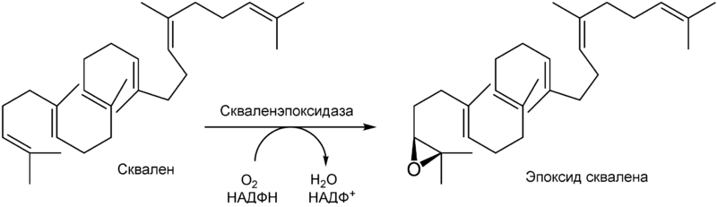 Образование эпоксида сквалена